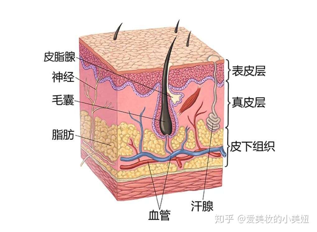 大油田脸的夏季护肤要诀 清爽不油腻不冒痘 知乎