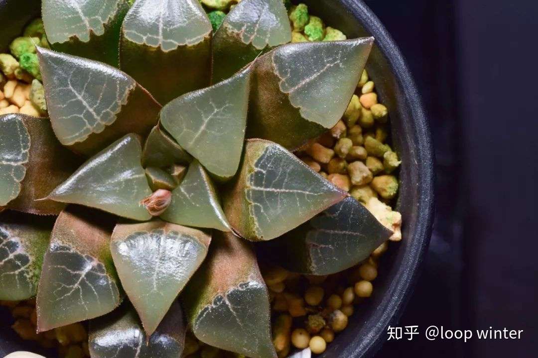 多肉植物种植记录 木叶克的四年 知乎