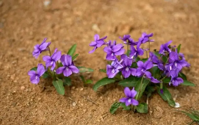 12种紫色开花植物 你钟爱哪一款 知乎