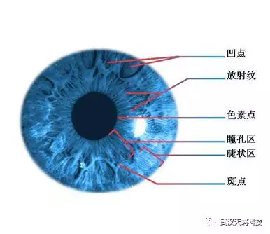 虹膜模板的用户眼睛的示意图 虹膜模板的用户眼睛的示意图