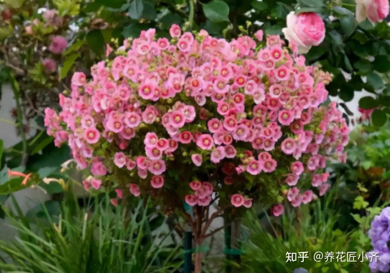 10月养什么花花期长 推荐养这4种 能花开3季 性价比高 知乎