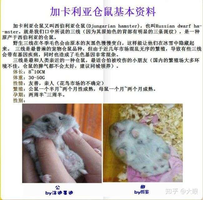 三线仓鼠可以长到多大?