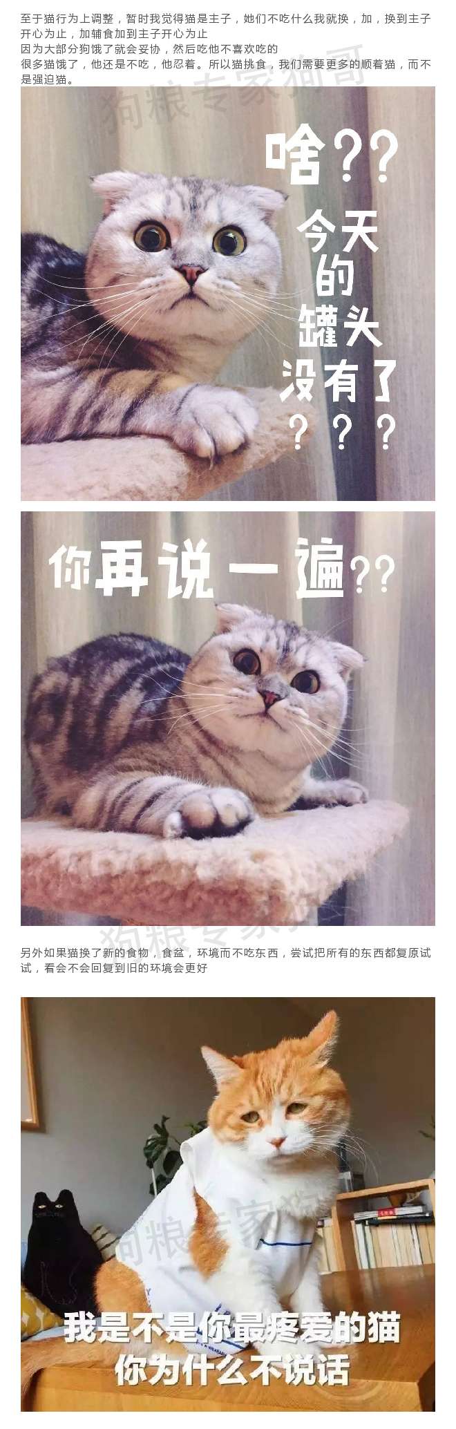 夏天到了 猫狗不爱吃饭了 这6个小技巧来拯救你 知乎