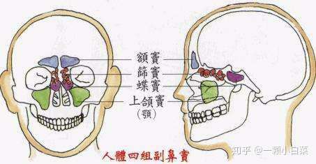 額竇,篩竇,上頜竇,蝶竇四對,蝶竇位置較深,其餘都在面部