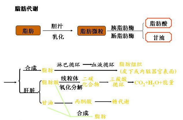 糖脂转换图图片