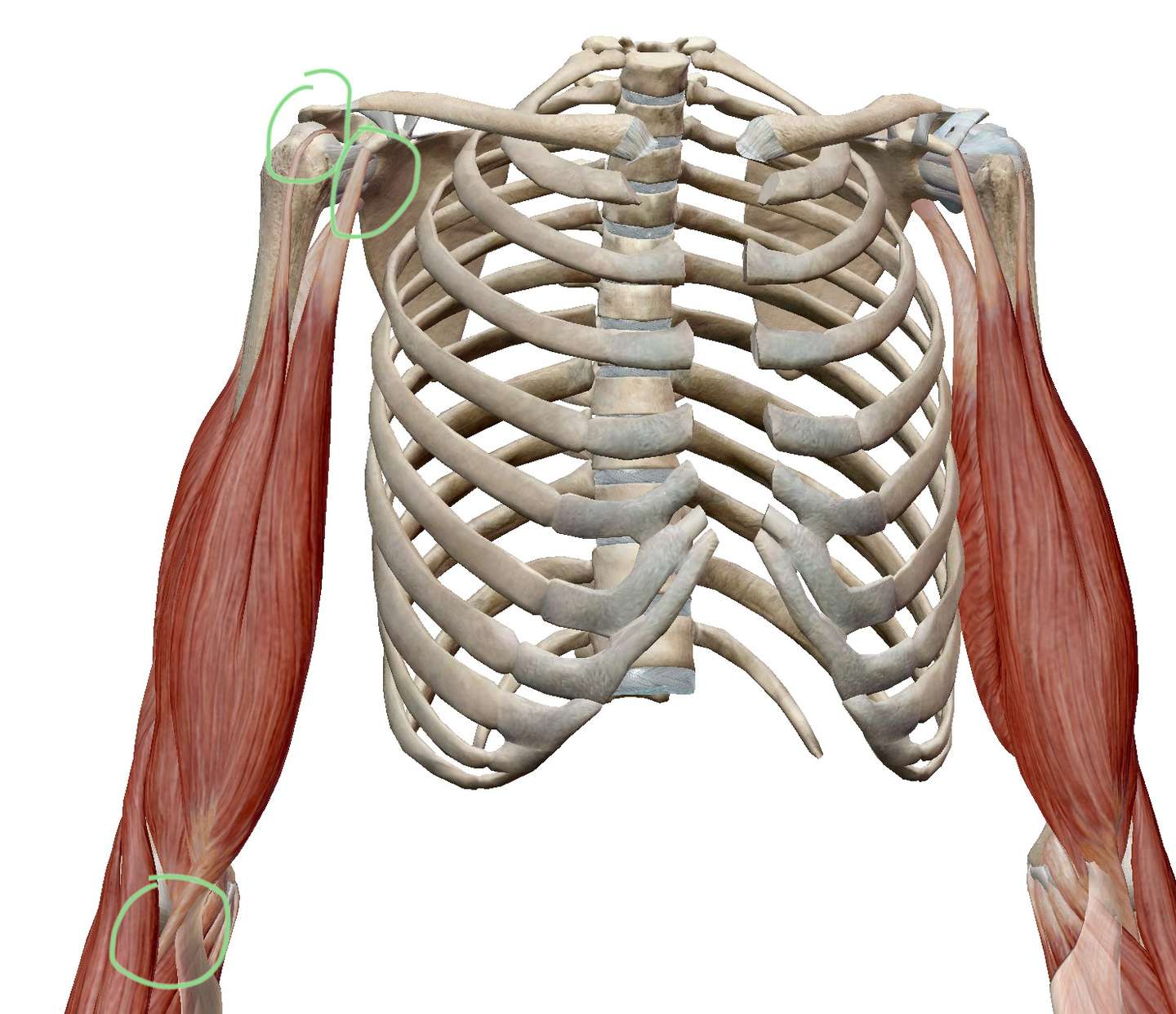 论运动训练的几个阶段 知乎