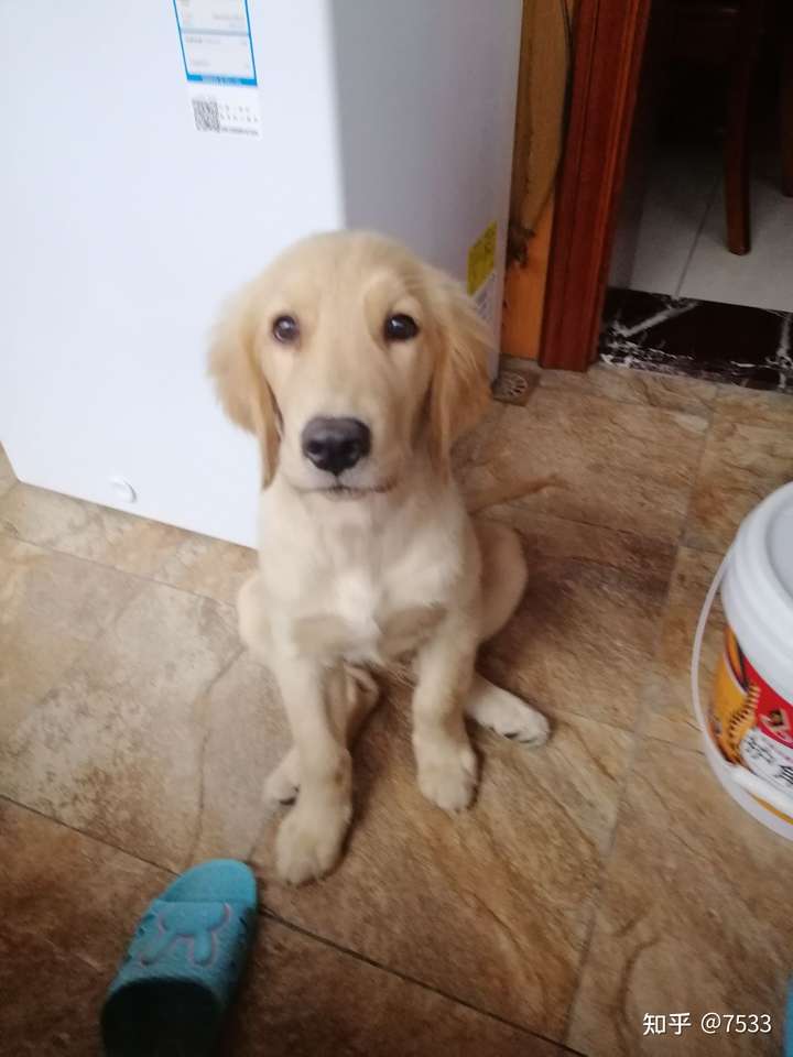 四个月的金毛这样是不是太小了?