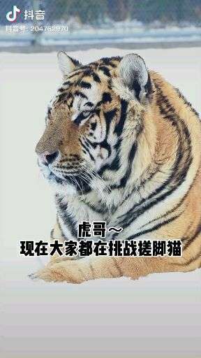 猫科动物为什么会搓脚