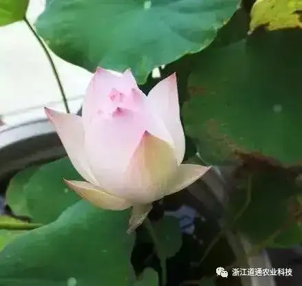 碗莲怎么种？只要割一刀，叶子爆盆开满花！(碗莲的种植方法及注意事项)