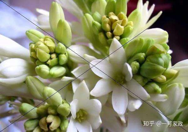 12种蚊子讨厌的味道 让你不再被蚊子给骚扰 知乎