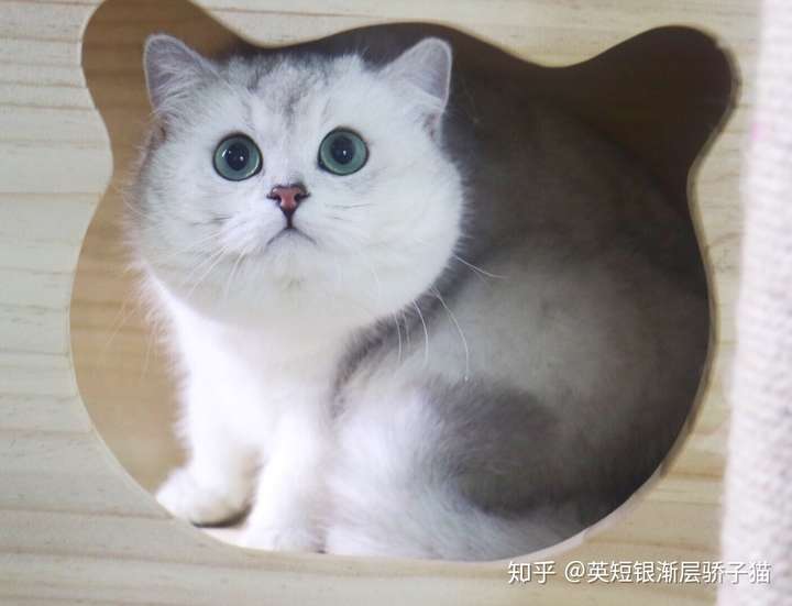 怎么能区分出银点血和银点和银渐层英短猫 知乎 怎么能区分出银点血和银点和银渐层英短猫 知乎