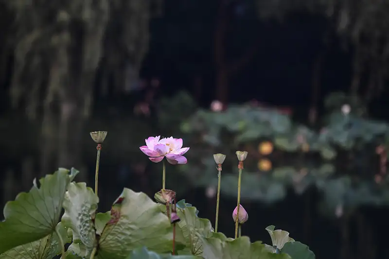 空白白露 月色盈盈荷花开 如此静谧 知乎