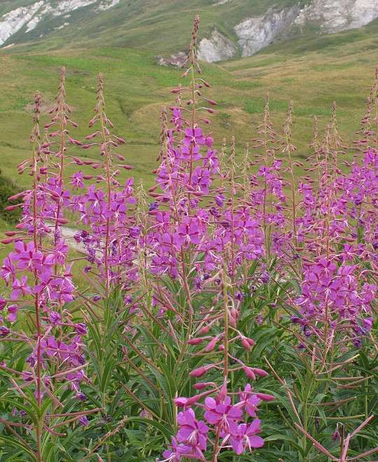 蒙古神花柳兰花枝叶似柳花似兰