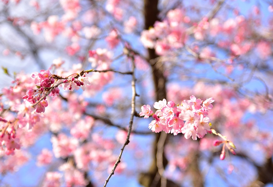 一花一世界 春季在日本 花见 知乎