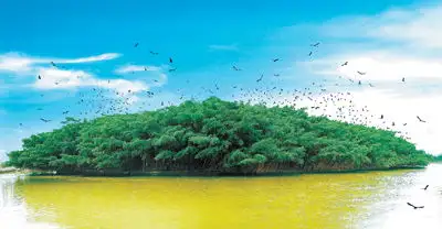 江门:小鸟的天堂