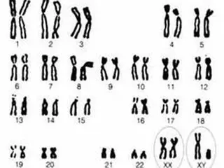 男女染色体图图片