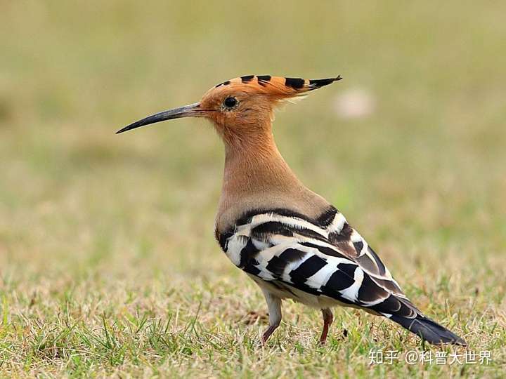 求大神科普一下:这是一种什么鸟啊? - 知乎