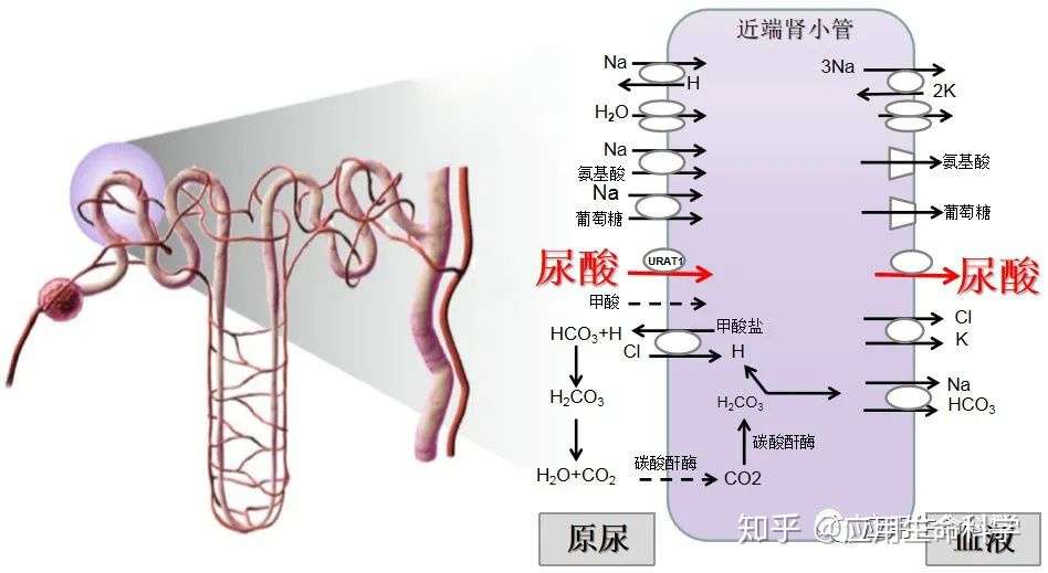 尿酸越高越聪明 竟然还是维c的备胎 知乎