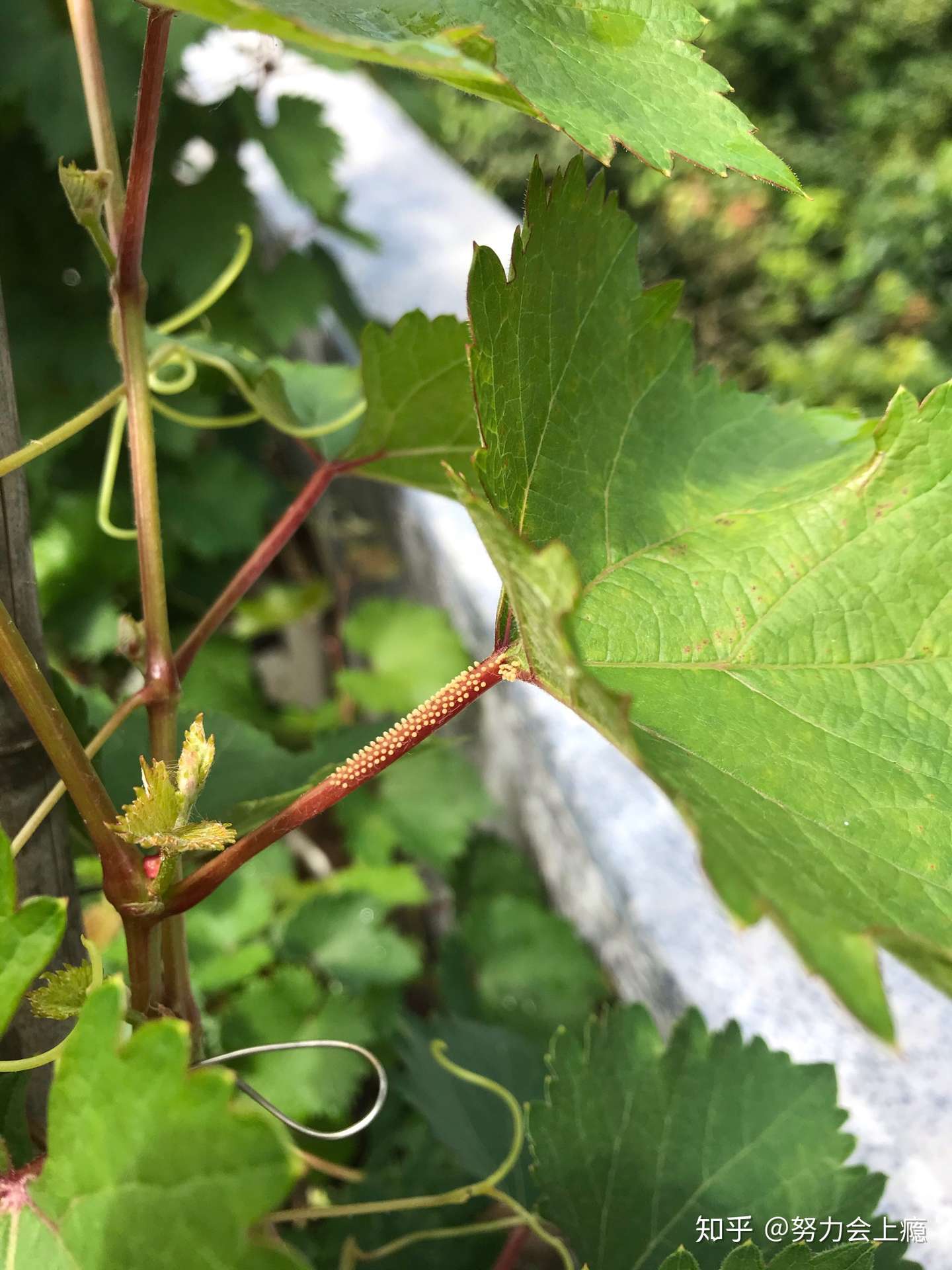 葡萄上面有虫卵 尽早喷药吧 知乎