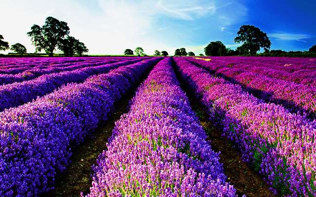 蓝紫色的薰衣草花海,满足你对浪漫的所有想象.