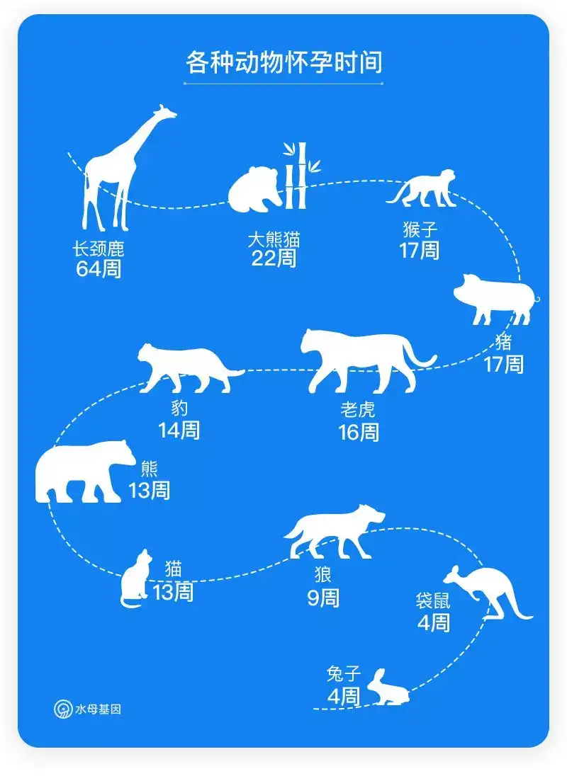 人类为什么必须 十月怀胎 才能出生 知乎