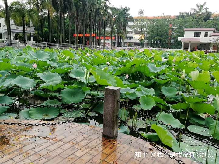 在广州市第八十中学 大同中学 就读是一番怎样的体验 知乎