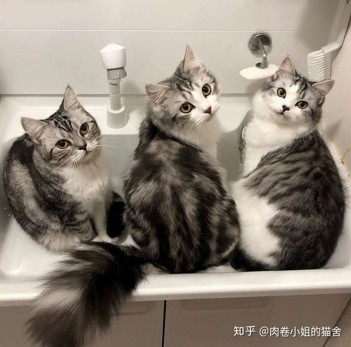 猫咪养护 夏天可以给猫咪剃毛吗 知乎