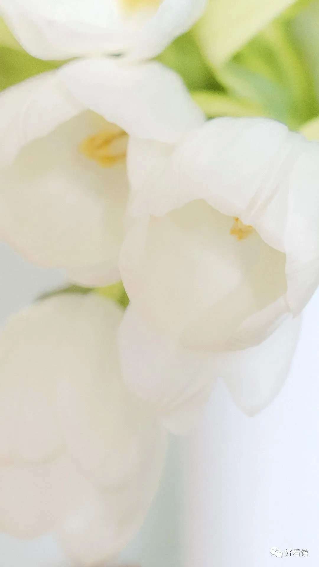 郁金香自然清新高清手机壁纸 植物壁纸 壁纸图片 知乎