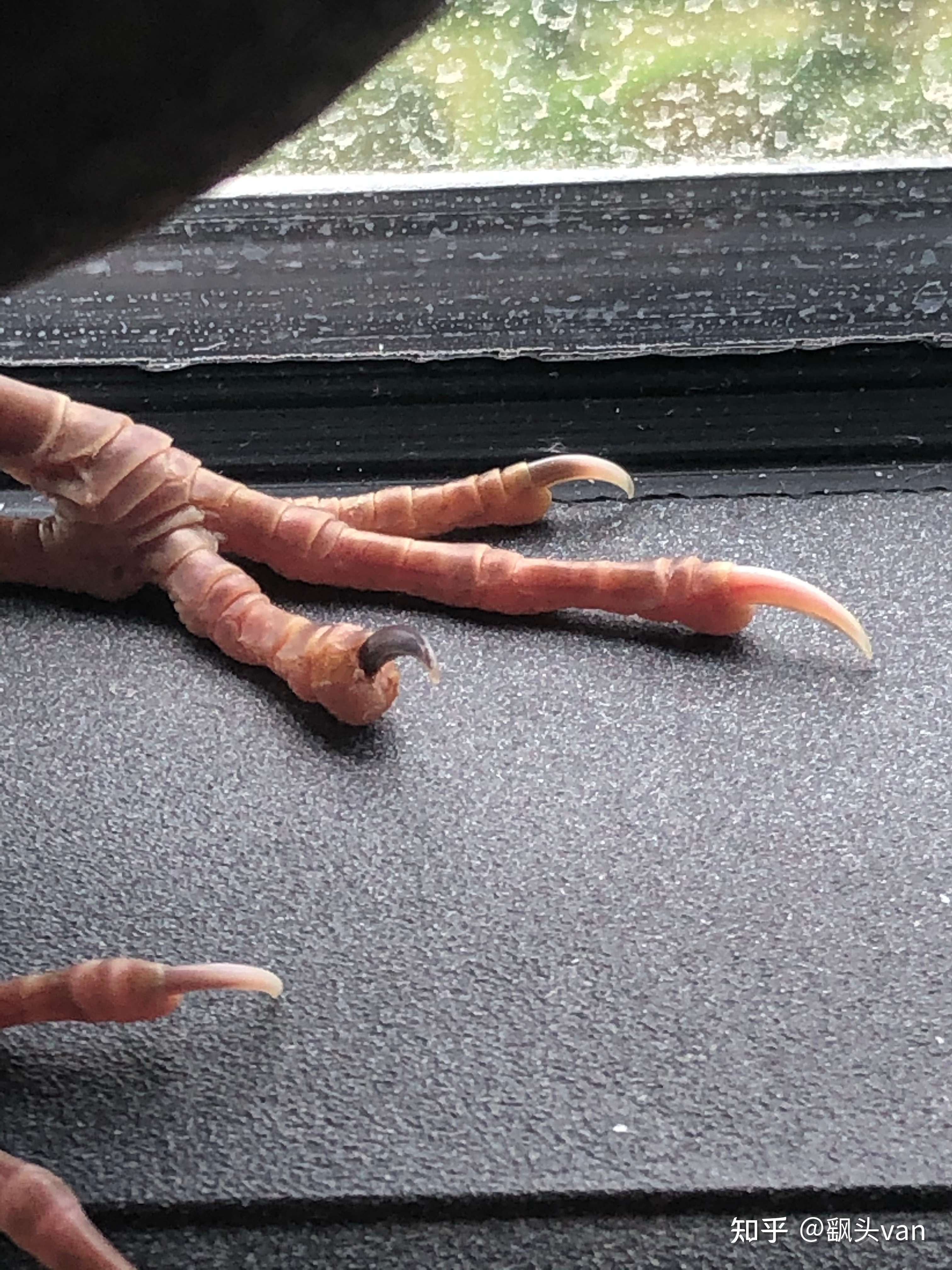 飖头van 的想法: 鸟的脚趾受伤了 该怎么办 - 知乎