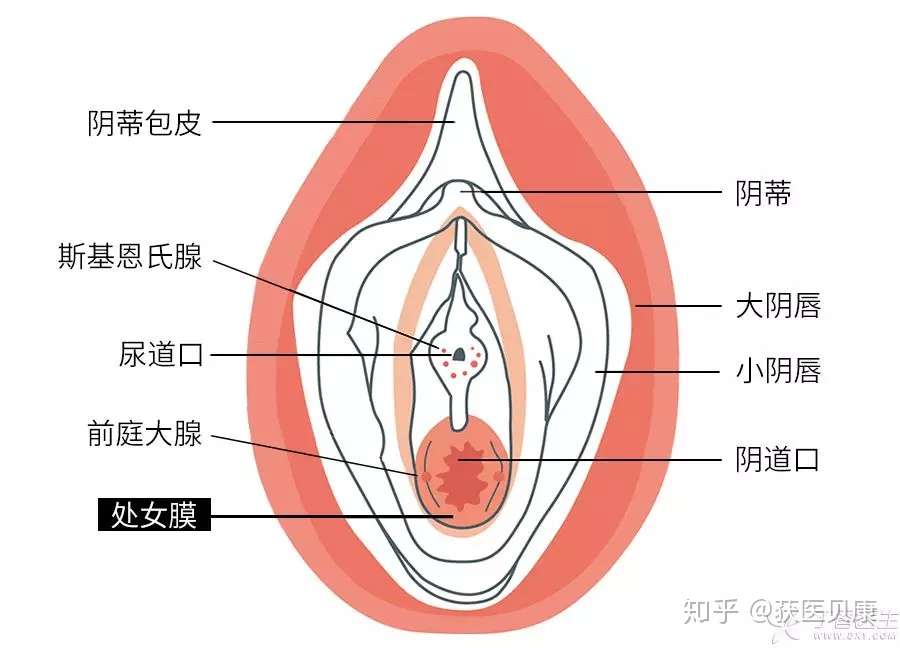 第一次滚床单为什么会痛 知乎