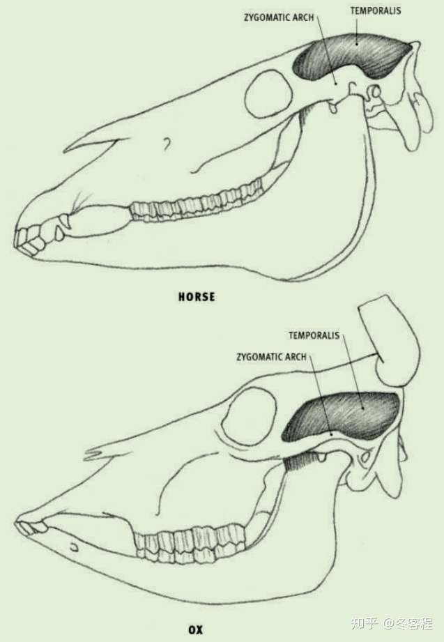 动物肌肉 头部肌肉 09 知乎