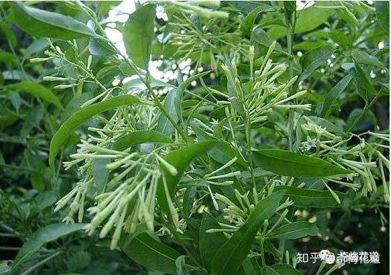 插花设计 同名不同花 植物界的 撞名榜 强势来袭 知乎