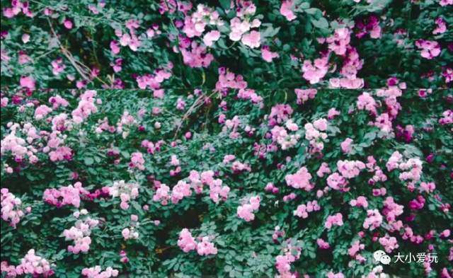 美爆朋友圈的北京六大蔷薇花墙 颜值爆表 随手一拍都是壁纸 知乎