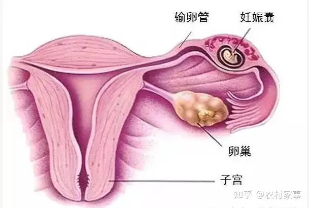 成都助孕试管（全国助孕成功率，促排前需要做哪些检查？）