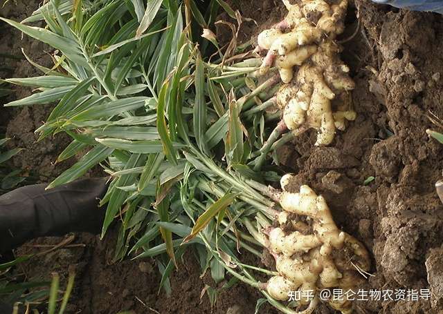 生姜重茬根腐怎样防冶 生姜软腐烂根病死苗怎么办 生姜黄叶死苗预防用肥料 根小子 知乎