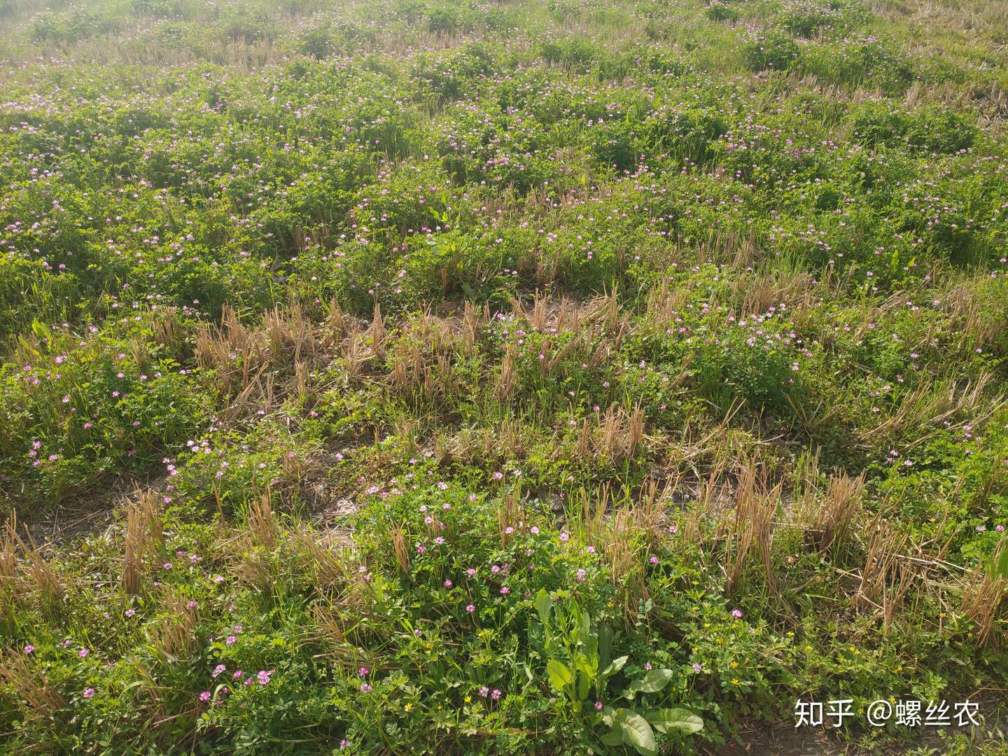 耕作用地不种粮食期间怎么做不妨用这个方法让土地保持活力 知乎