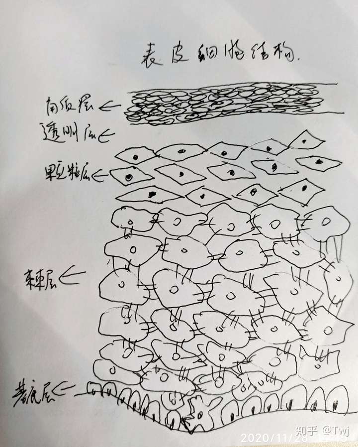 皮肤结构图简笔画图片