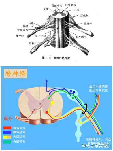 临床必备 脊神经系统体表定位 你掌握了多少 知乎