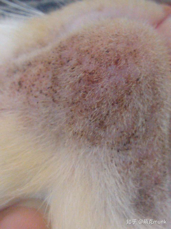 猫咪黑下巴在铲屎界算是一个比较痛心疾首的问题,类似人的黑头粉刺