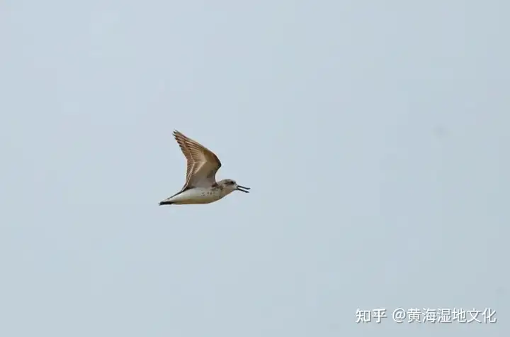 那个炎天，极危萌物勺嘴鹬陪同我们一路渡过（那个炎天的蝉鸣比哪一年都聒噪窗外枝桠疯长的英语）