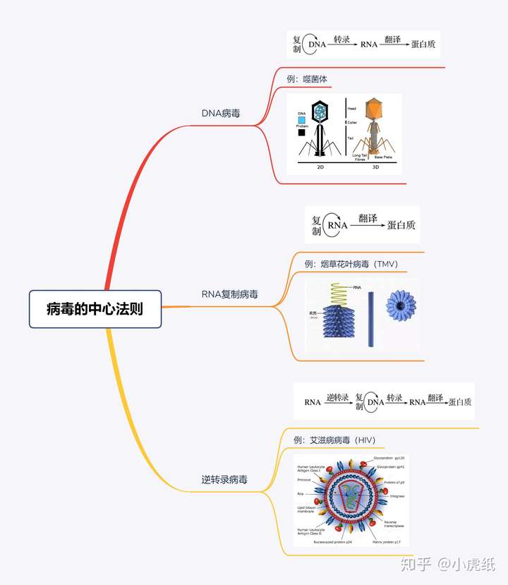 RNA病毒的类型