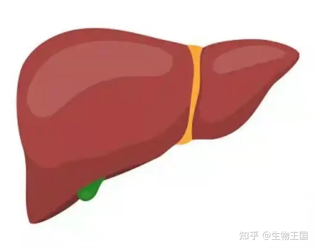 70％OFF】 和色 玉杓子 穴なし 鴇色 トキ tronadores.com