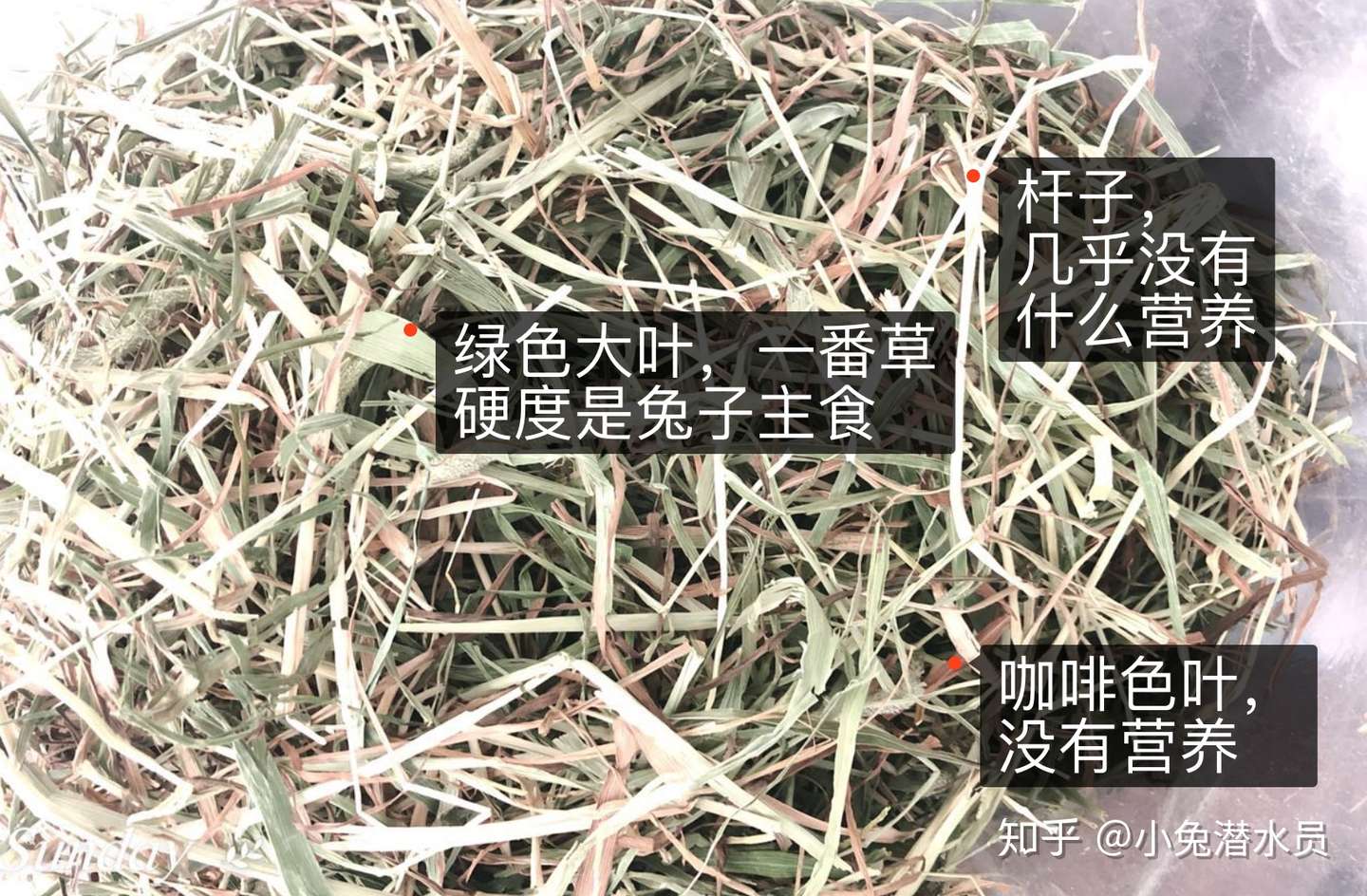 兔兔的牧草知识系列 三 提摩西草与各类牧草 知乎