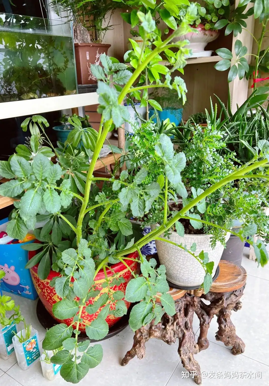 管他阴阴阳阳 植物都有自己的节奏 知乎