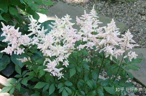 这几种喜阴植物养起来 庭院美得像花海 知乎