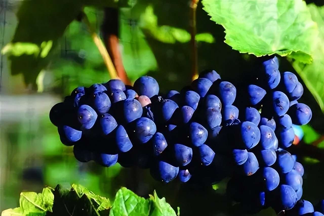 厚强葡萄苗基地讲解葡萄苗花序整形 知乎