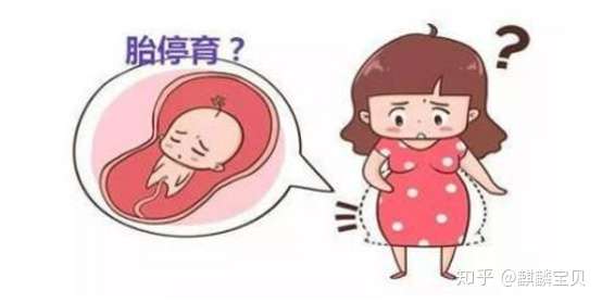 为什么胎心胎芽都有了,后面又胎停了呢?插图 v2-b262f537062b880fbd18e56c96d94f75_720w.jpg插图