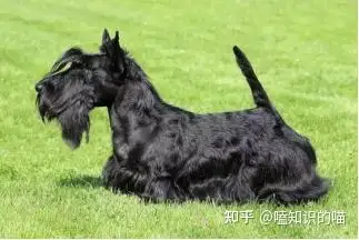 狗狗品種多這些小型犬你見過2種算我輸