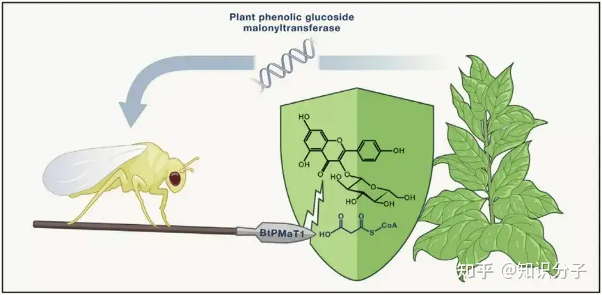 小虫窃取植物基因，获得抗毒超能力- 知乎