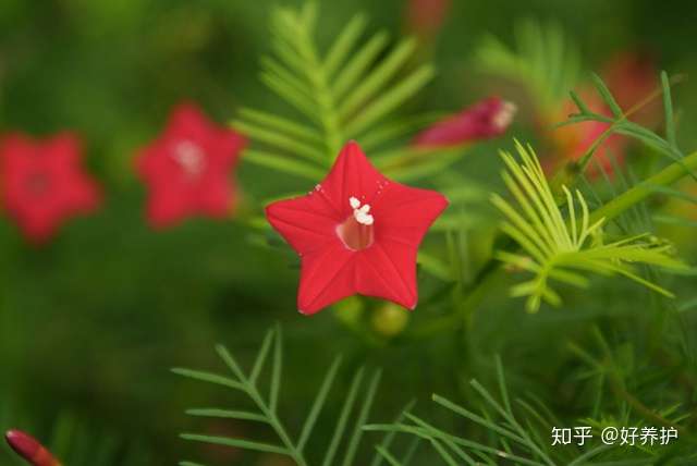 阳台养一盆 五角星 花 惊艳了 知乎